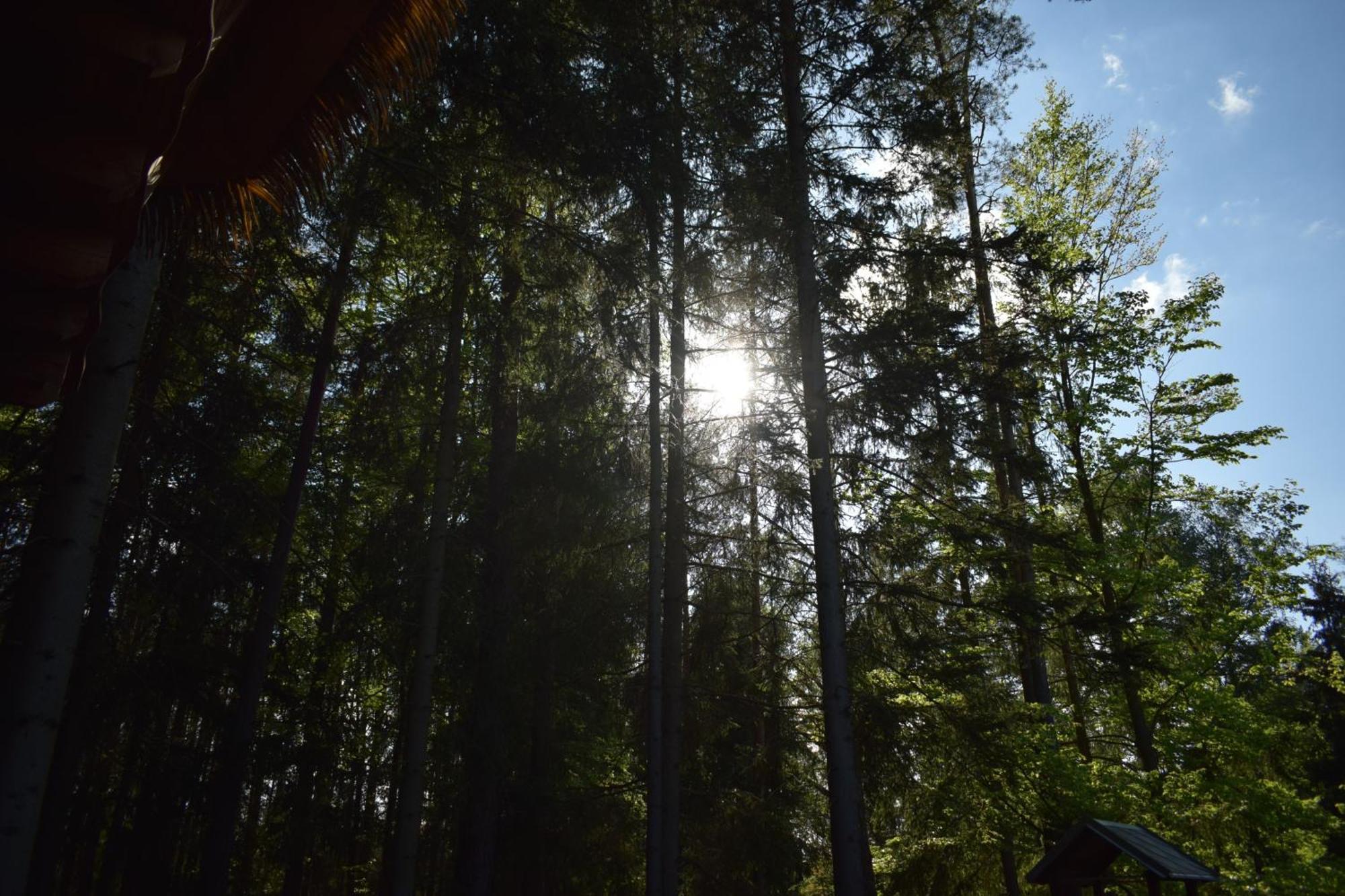 ホテル Treehouse U Rybnika Osecna エクステリア 写真